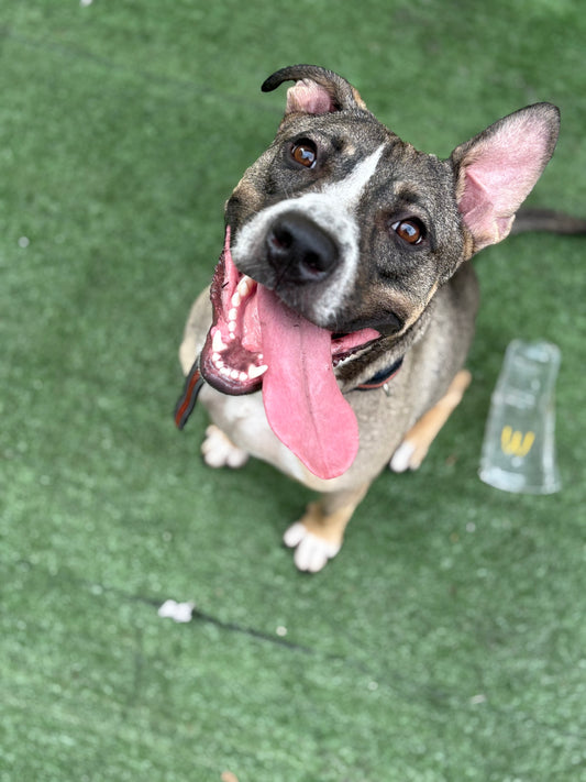 Kirby Male Pitbull American Staffordshire Terrier  Mix