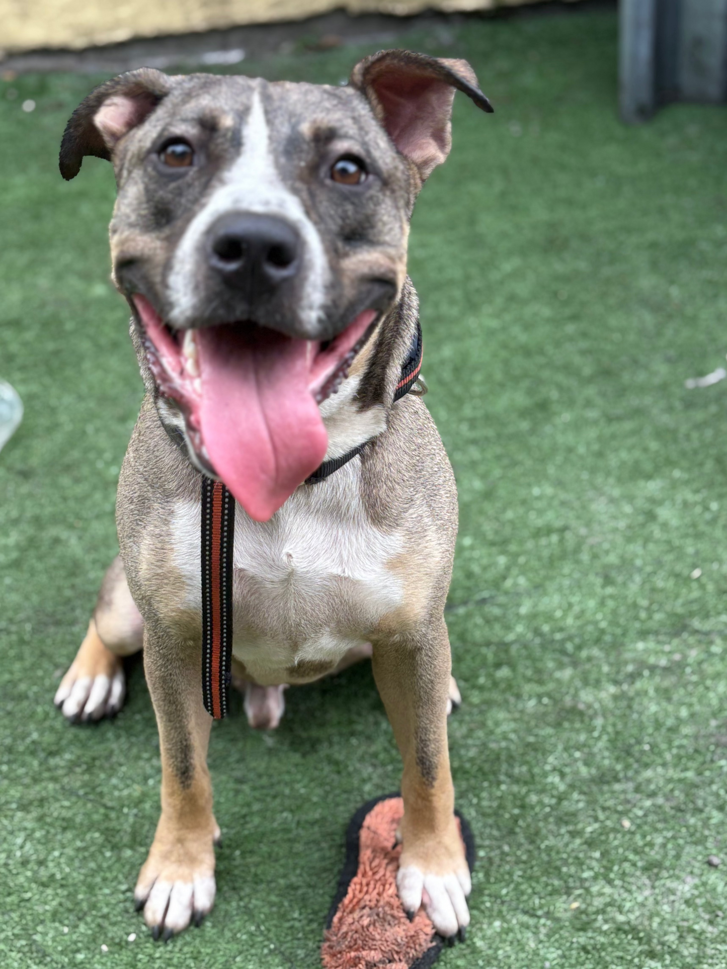 Kirby Male Labrador Retriever Mix