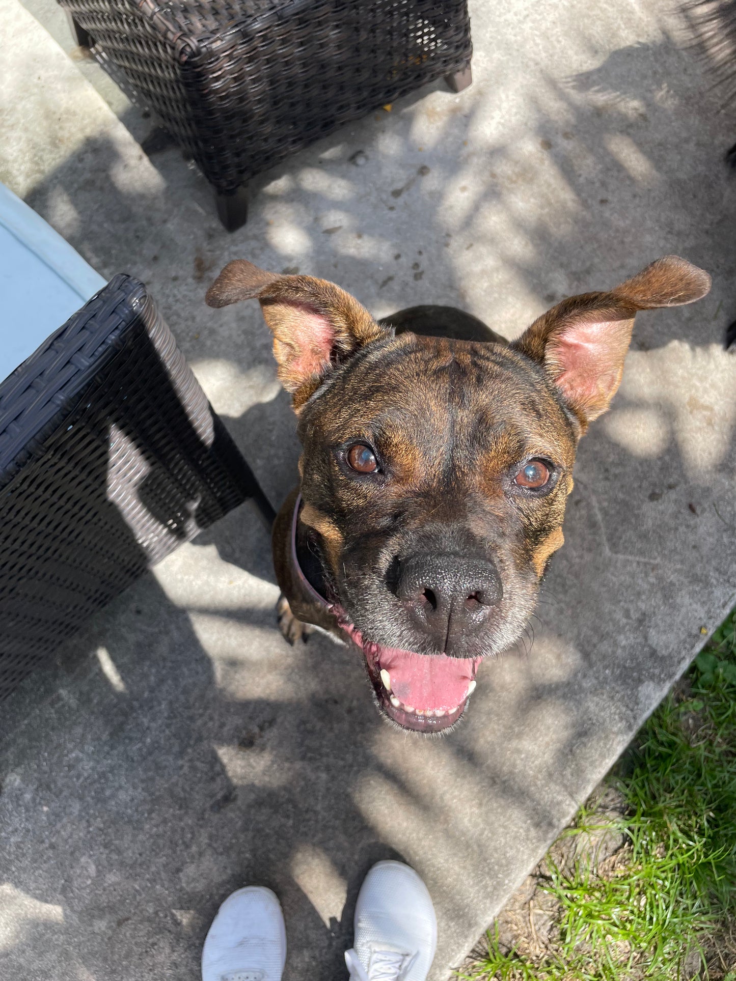 Dancer Female Labrador Retriever Mix