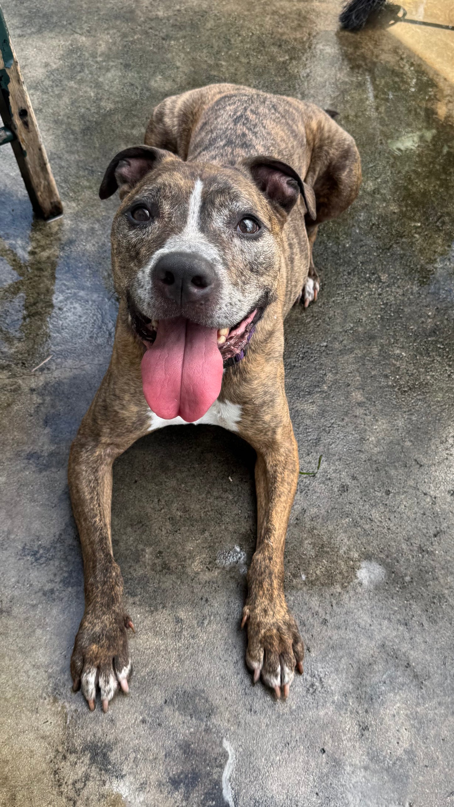 Loki Male American Staffordshire Terrier