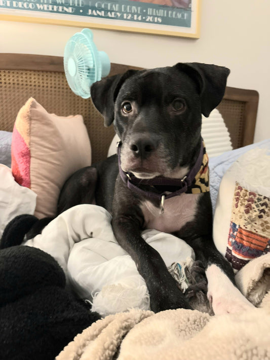 Princess Female Labrador Retriever Mix