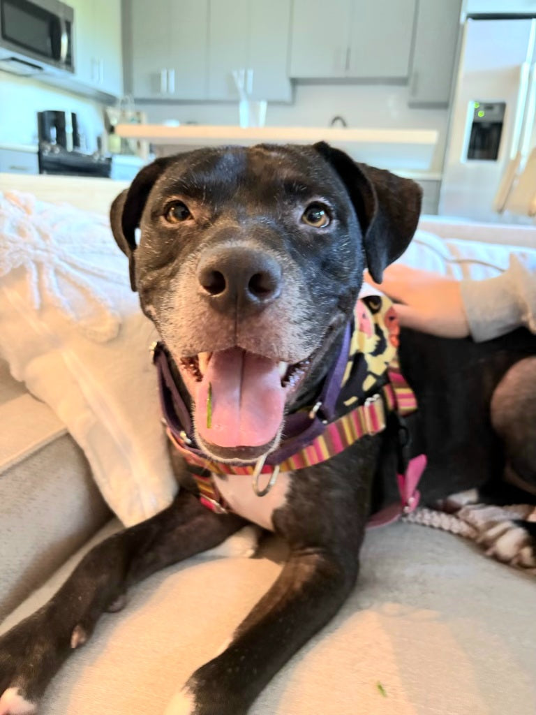 Princess Female Labrador Retriever Mix