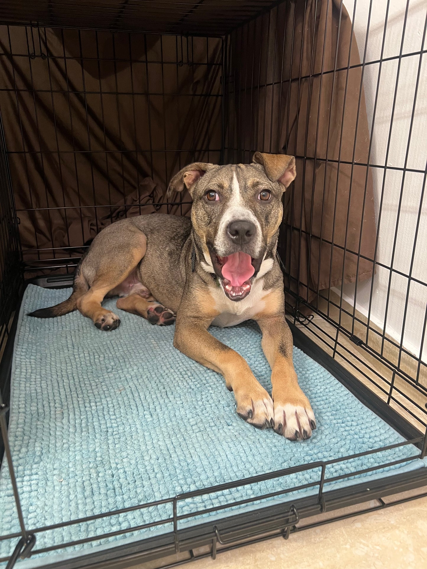 Kirby Male Labrador Retriever Mix