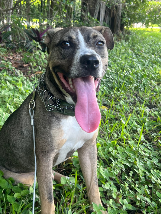 Kirby Male Labrador Retriever Mix