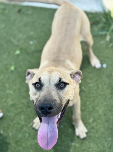 Bandit Male Black Mouth Cur Puppy