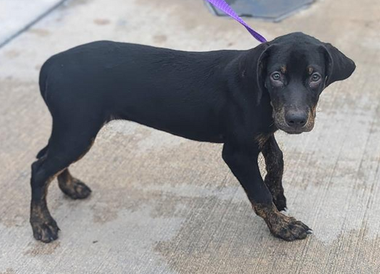 Willow Female Plott Hound Puppy