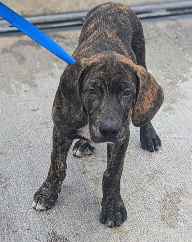 Waldo Male Plott Hound Puppy