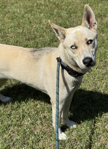 Yari Female Siberian Husky Shepherd Mix