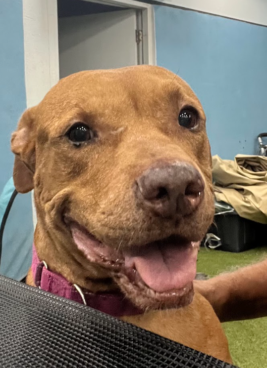 Sage Female  American Staffordshire Terrier