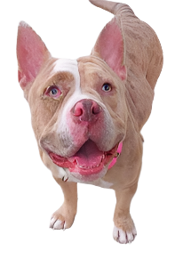 Harley Female Bulldog Mix