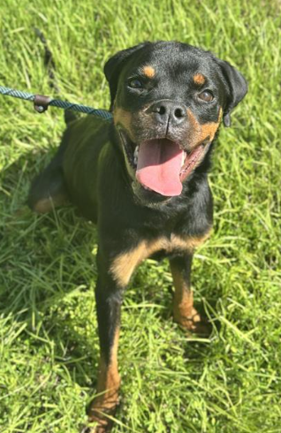 Astrid Female Rottweiler
