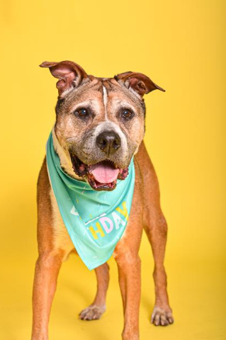 Bootsie Female American Staffordshire Terrier Mix