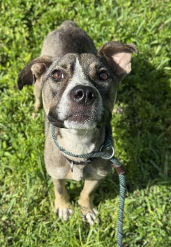 Kirby Male Labrador Retriever Mix