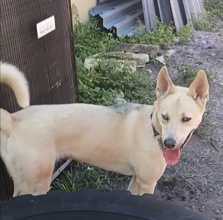 Yari Female Siberian Husky Shepherd Mix