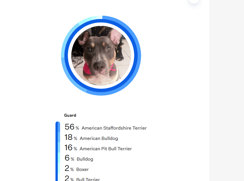 Jolene Female Tri Color American Staffordshire Terrier Mix