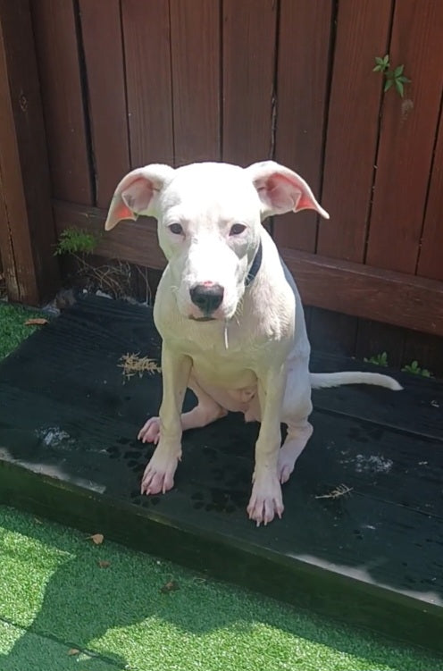 Rose Female Dalmatian Mix Puppy