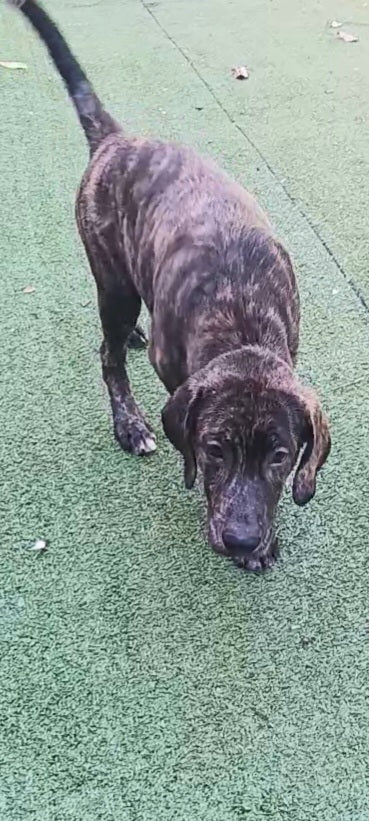 Waldo Male Plott Hound Puppy
