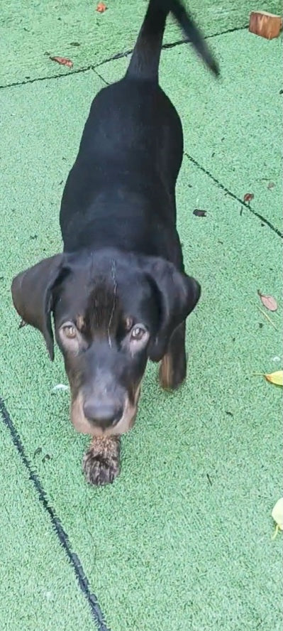 Willow Female Plott Hound Puppy