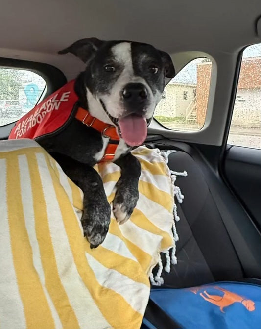 Onyx Male American Staffordshire Terrier
