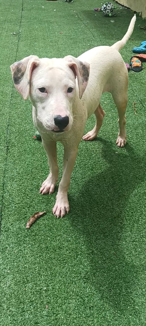 Rose Female Dalmatian Mix Puppy