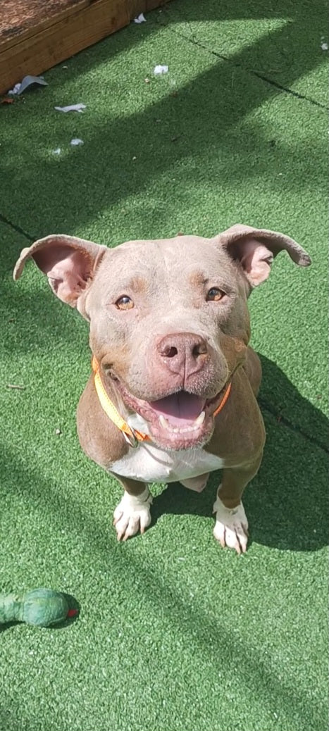 Maria Female Pitbull