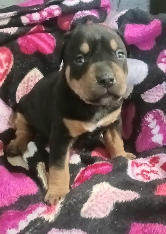 Sonic Male Pitbull Mix Puppy