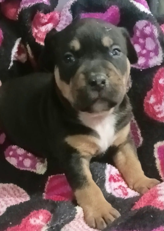 Tails Male Pitbull Mix Puppy