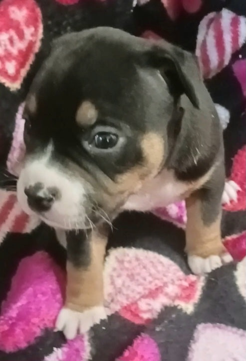 Rouge Female Pitbull Mix Puppy
