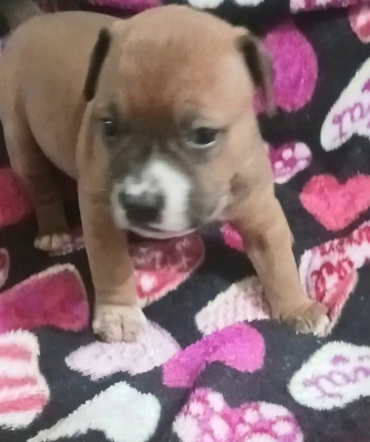 Cream Female Pitbull Puppy Mix