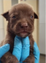 Tanner Male Retriever Mix Puppy