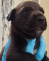 Dirk Male Retriever Mix Puppy