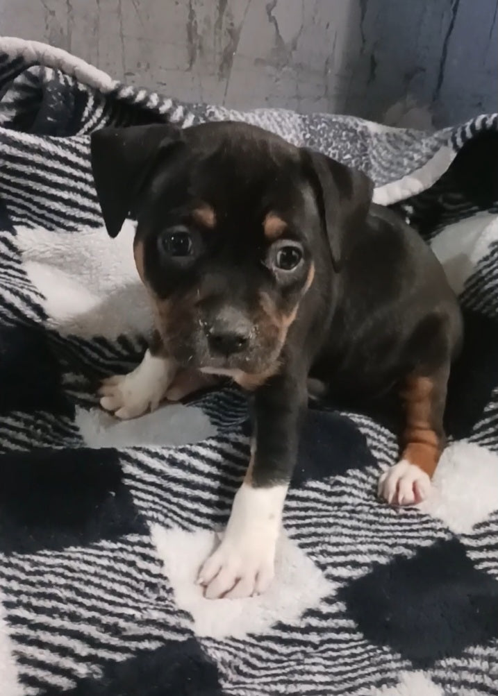 Amy Female Pitbull Mix Puppy