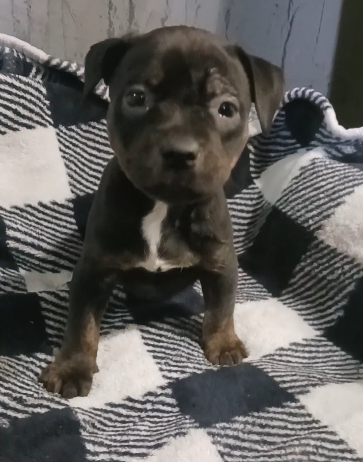 Blaze Female Pitbull Mix Puppy