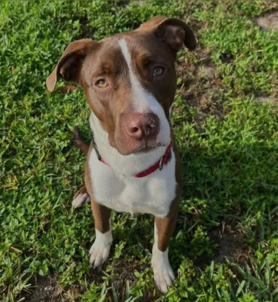 Walter Male American Staffordshire Terrier