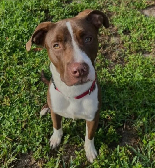 Walter Male American Staffordshire Terrier