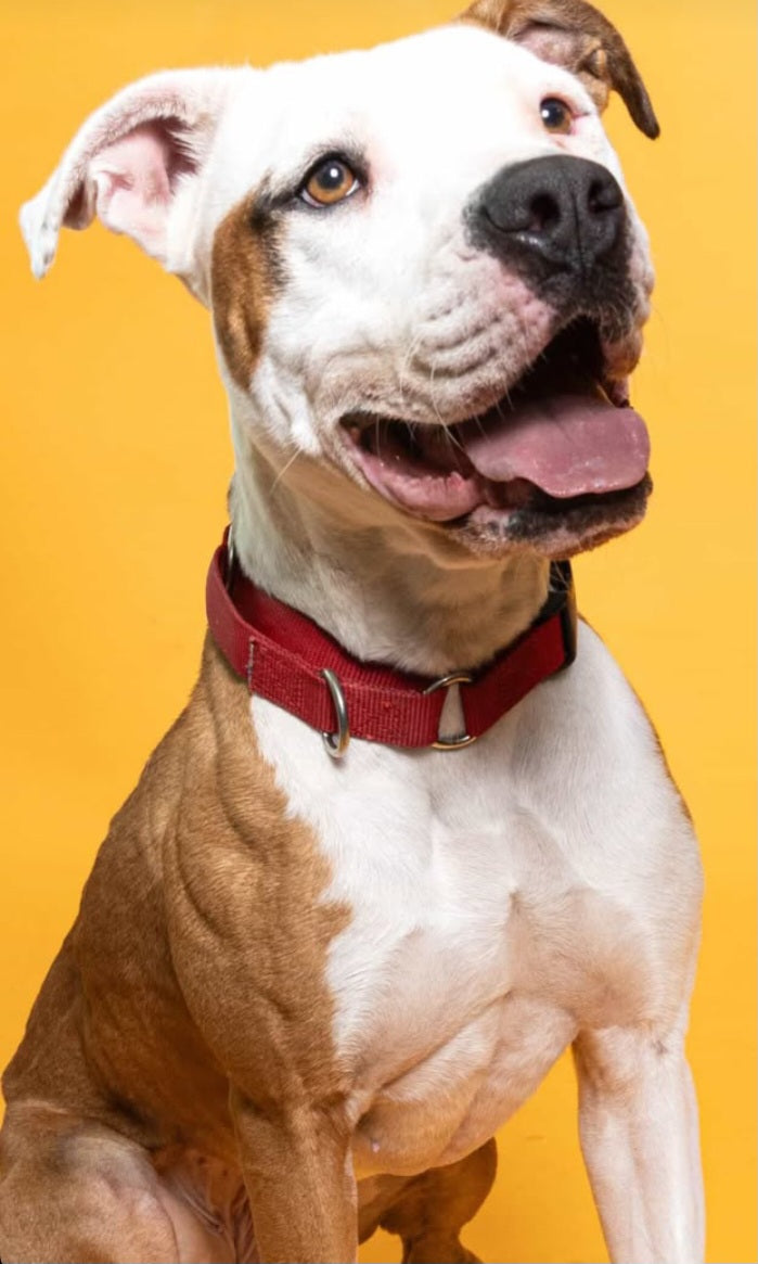 Quincy Female American Staffordshire Terrier
