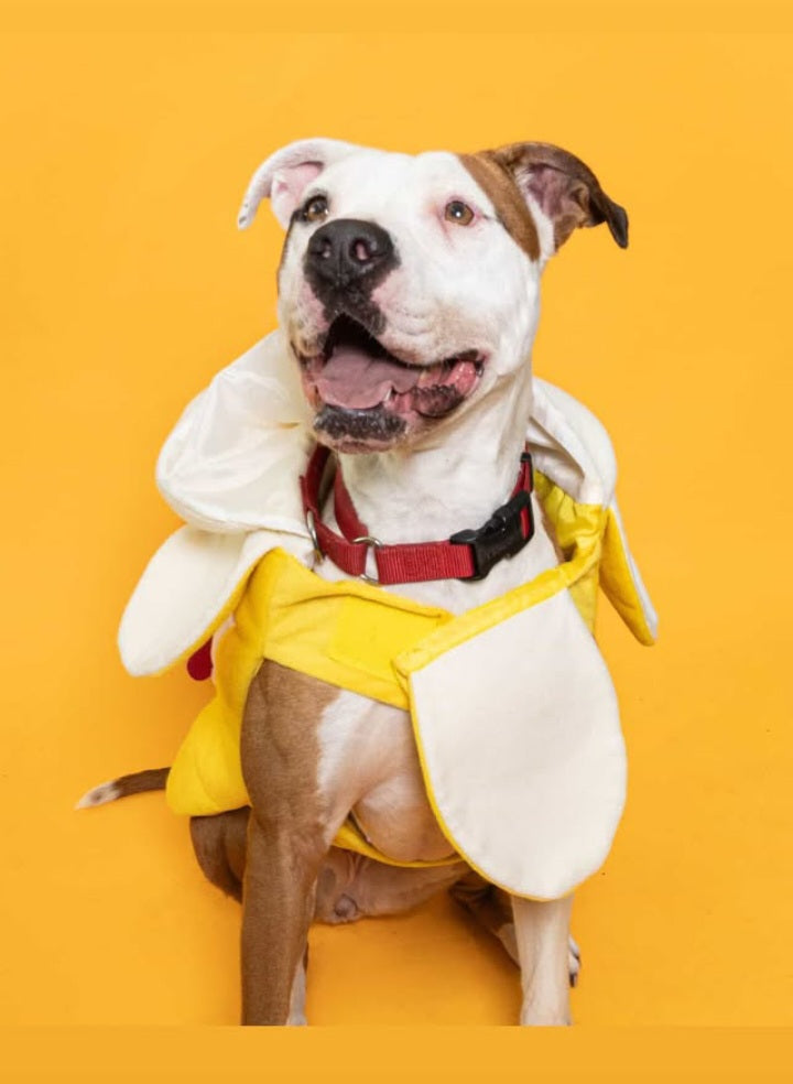 Quincy Female American Staffordshire Terrier