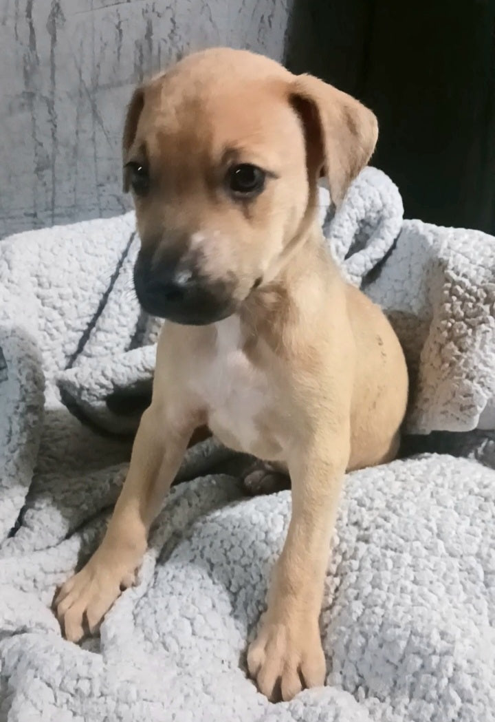 Brock Male Retriever Mix Puppy