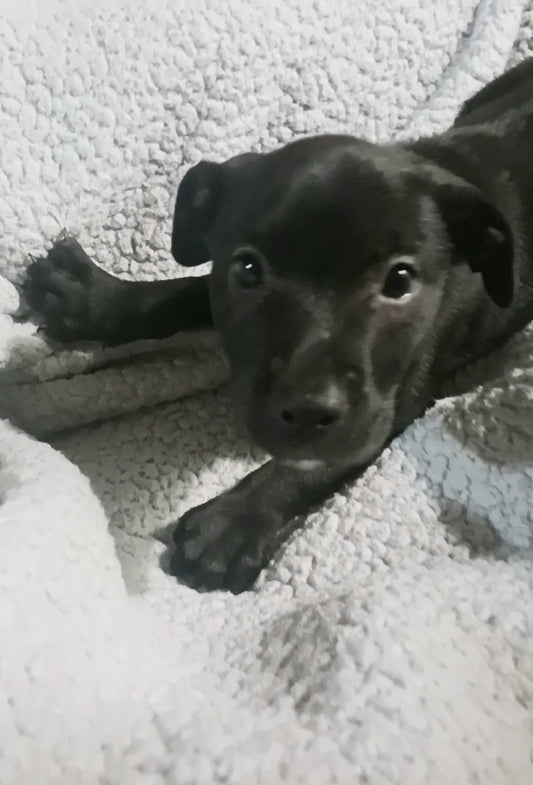 Dirk Male Retriever Mix Puppy