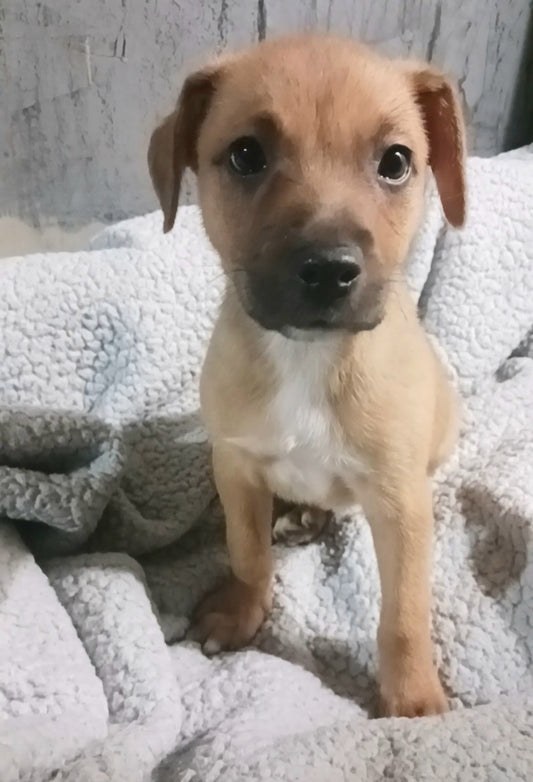 Dalilah Female Retriever Mix Puppy