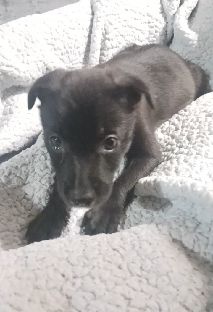 Bella Female Retriever Mix Puppy