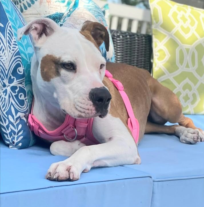 Quincy Female American Staffordshire Terrier