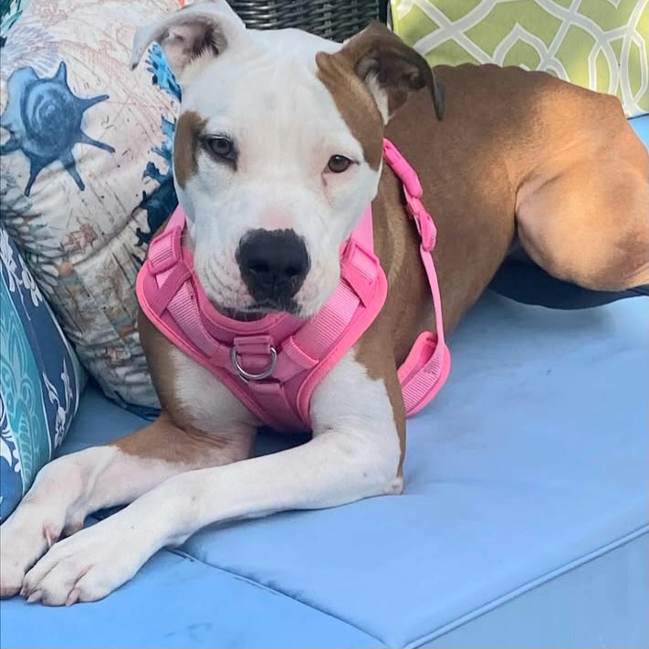 Quincy Female American Staffordshire Terrier