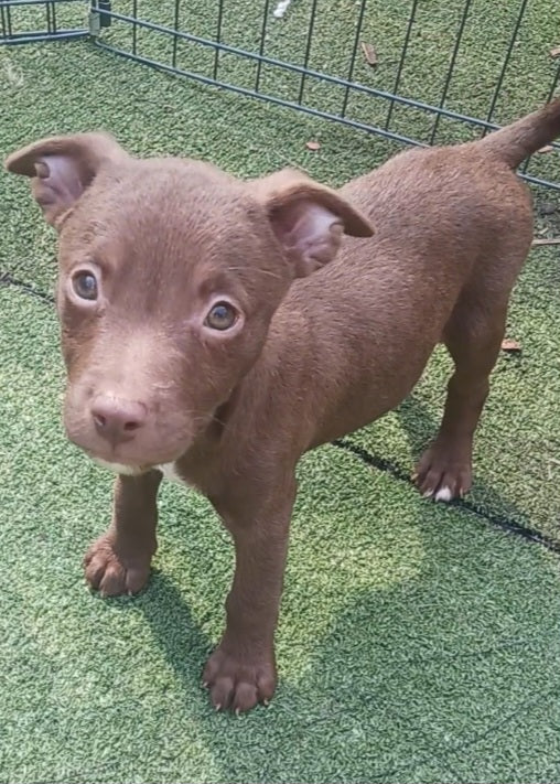 Tanner Male Retriever Mix Puppy