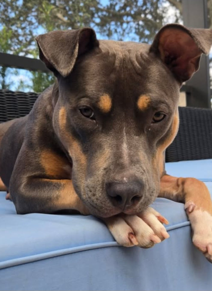 Jolene Female Tri Color American Staffordshire Terrier Mix