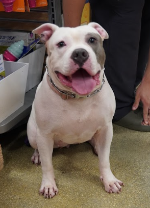Layla Female American Bulldog