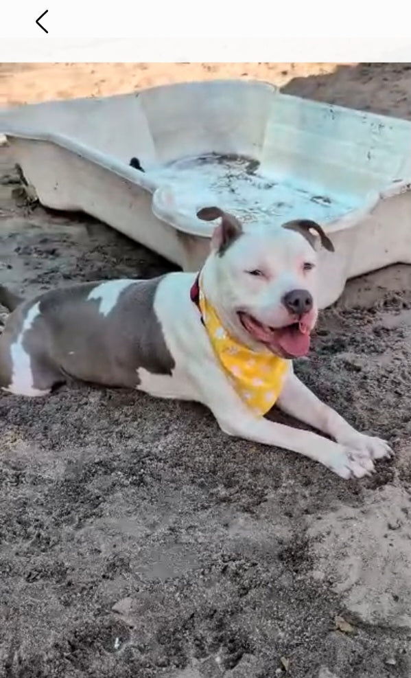 Draco Male American Staffordshire Terrier