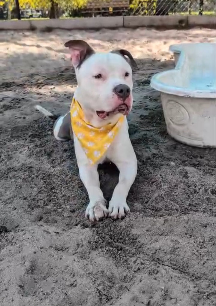 Draco Male American Staffordshire Terrier