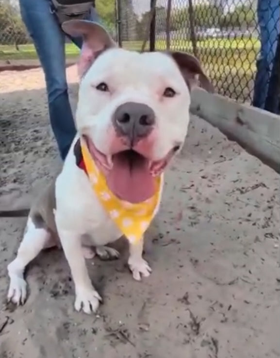 Draco Male American Staffordshire Terrier