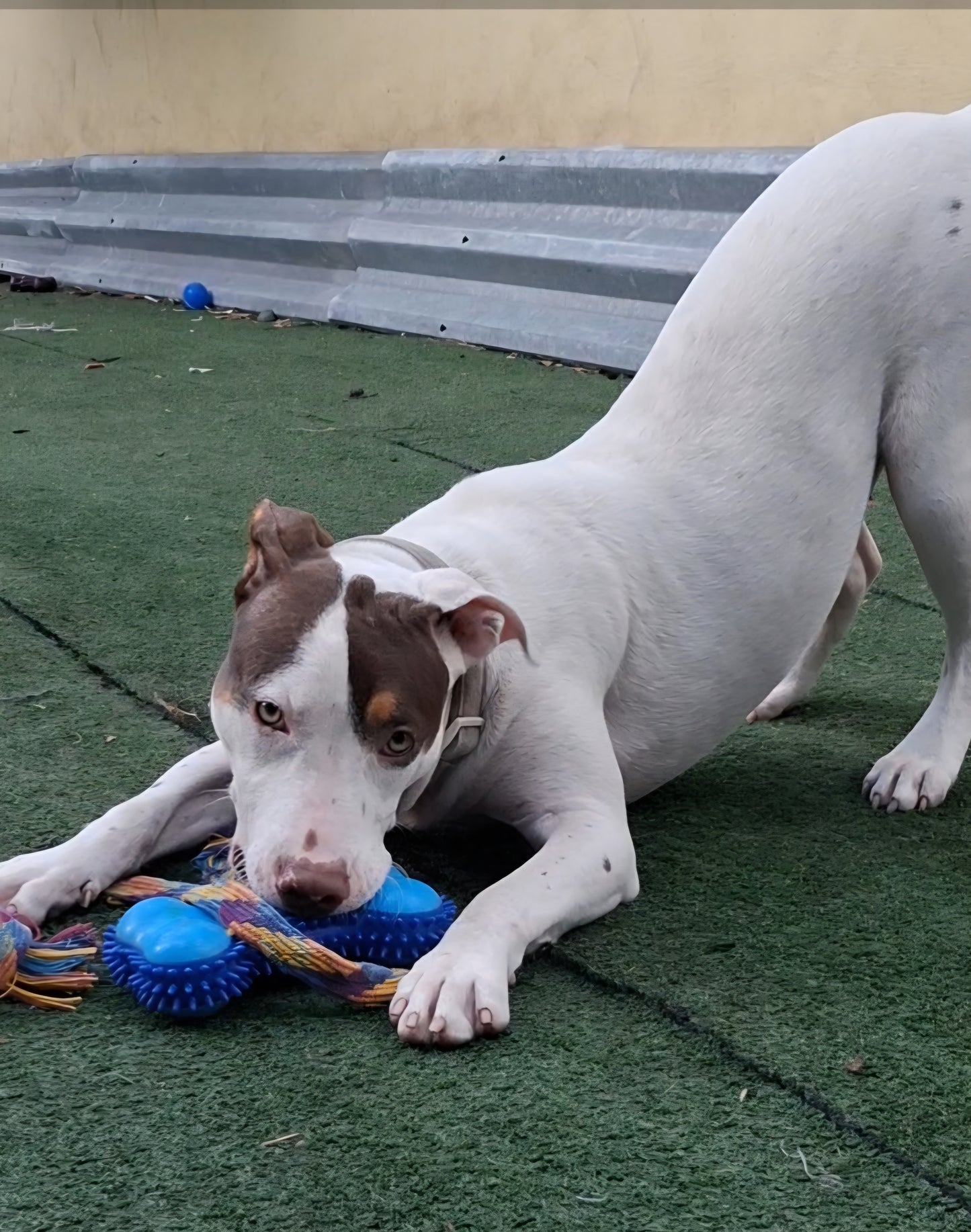 Demi Female Pointer Mix